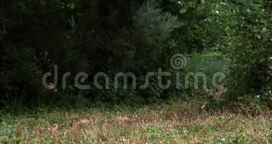 红狐，秃鹫，成年人在<strong>草地上奔跑</strong>，诺曼底在法国，